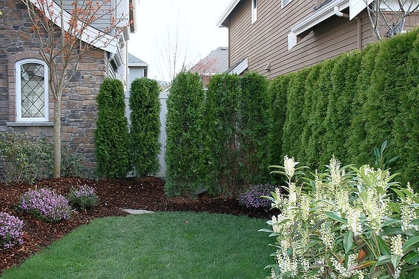 Backyard Hedge