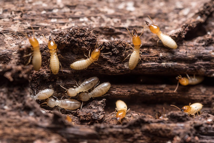 Signs of termite activity