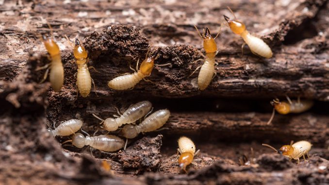 Signs of termite activity