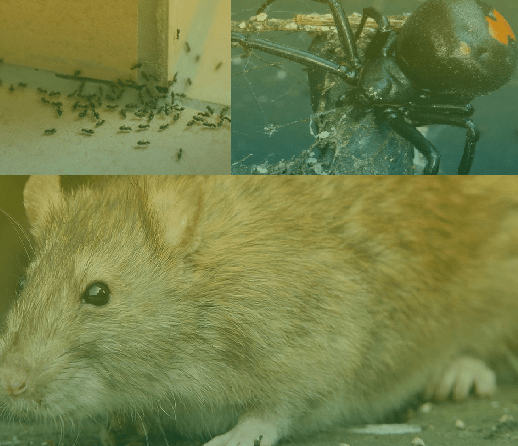 Eco – Safe Pest Control Melbourne