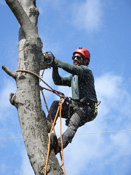 Murray’s Tree Services