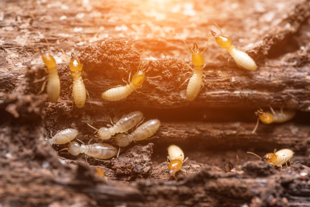 Prevent Termite Infestations