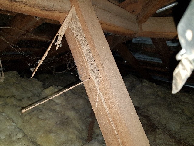 termite damage in roof