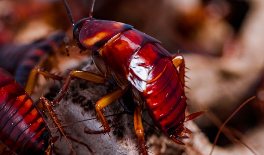 Master Pest Cockroach Control Melbourne