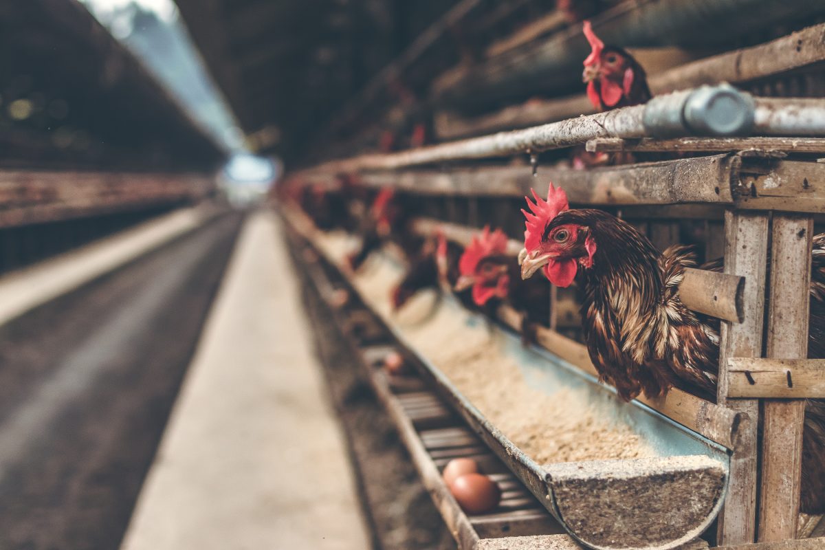 chickens as hobby farm animals