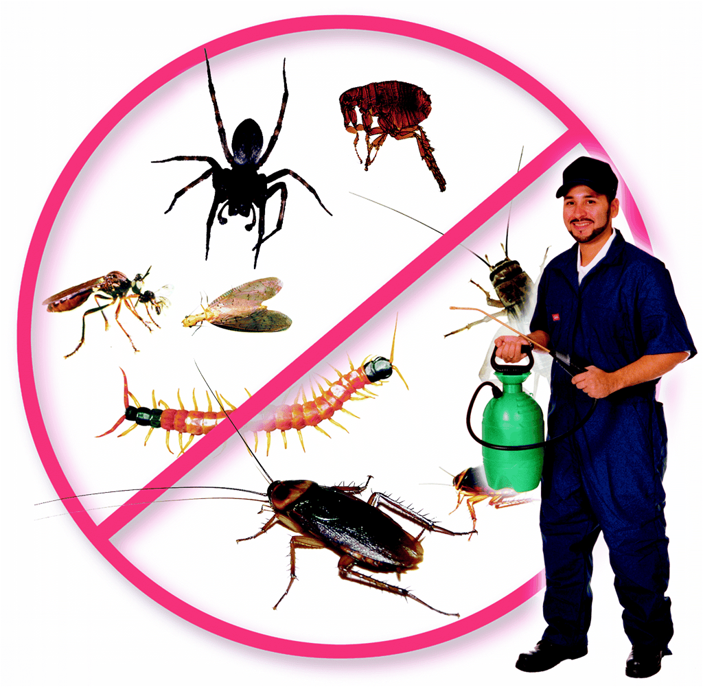 Master Pest Cockroach Control Melbourne Review Ratings & Information