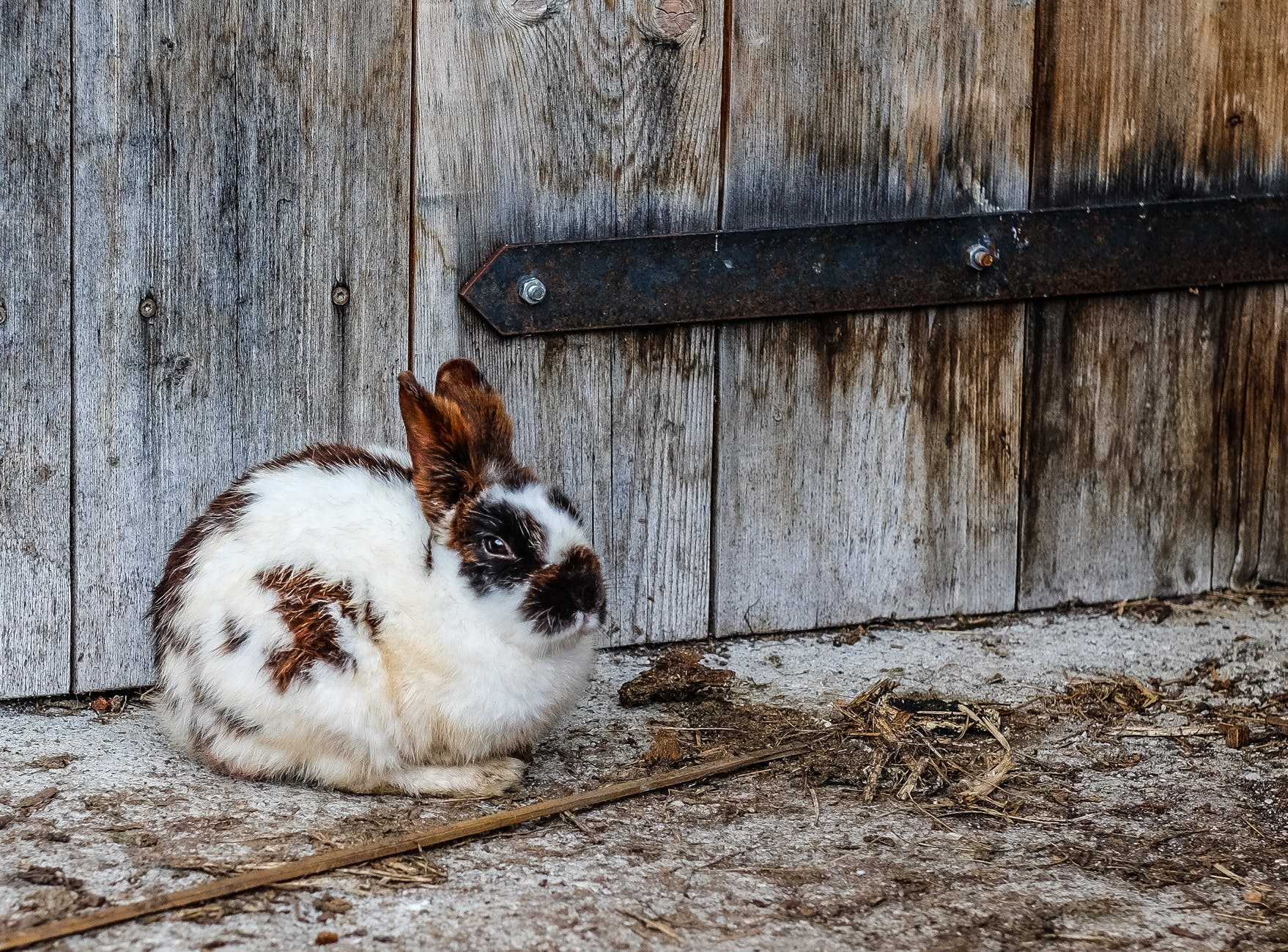 rabbits