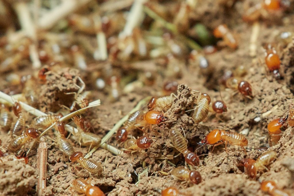 termites in garden