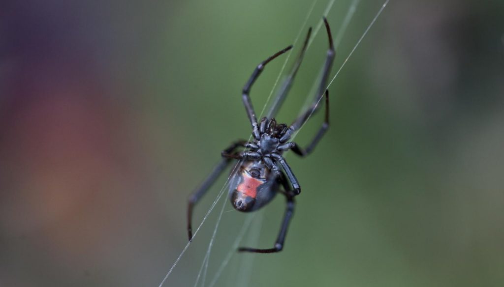 how to get rid of red back spiders naturally