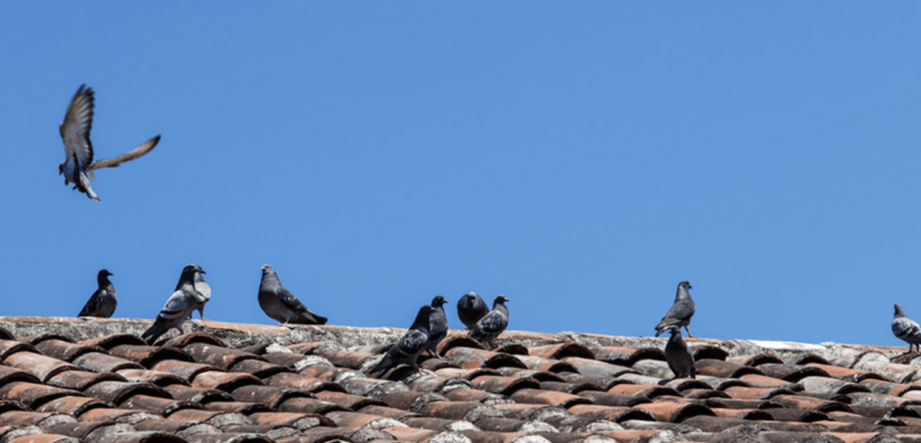 pests causing scratching noise in roof