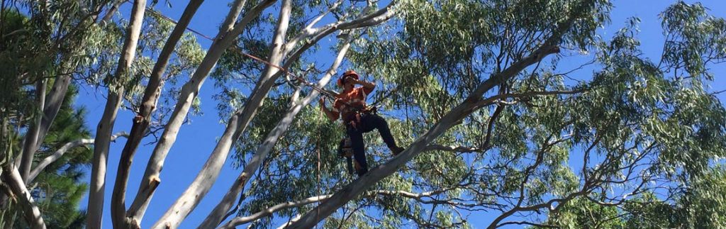 tree climb cutting