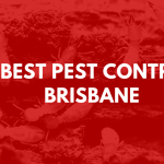 Best Pest Control Brisbane banner