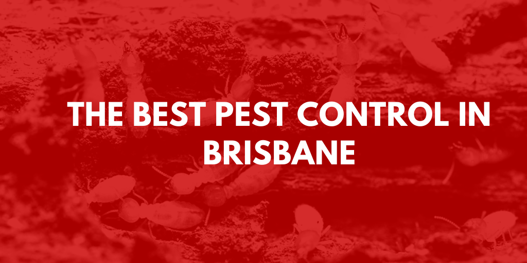 Best Pest Control Brisbane banner