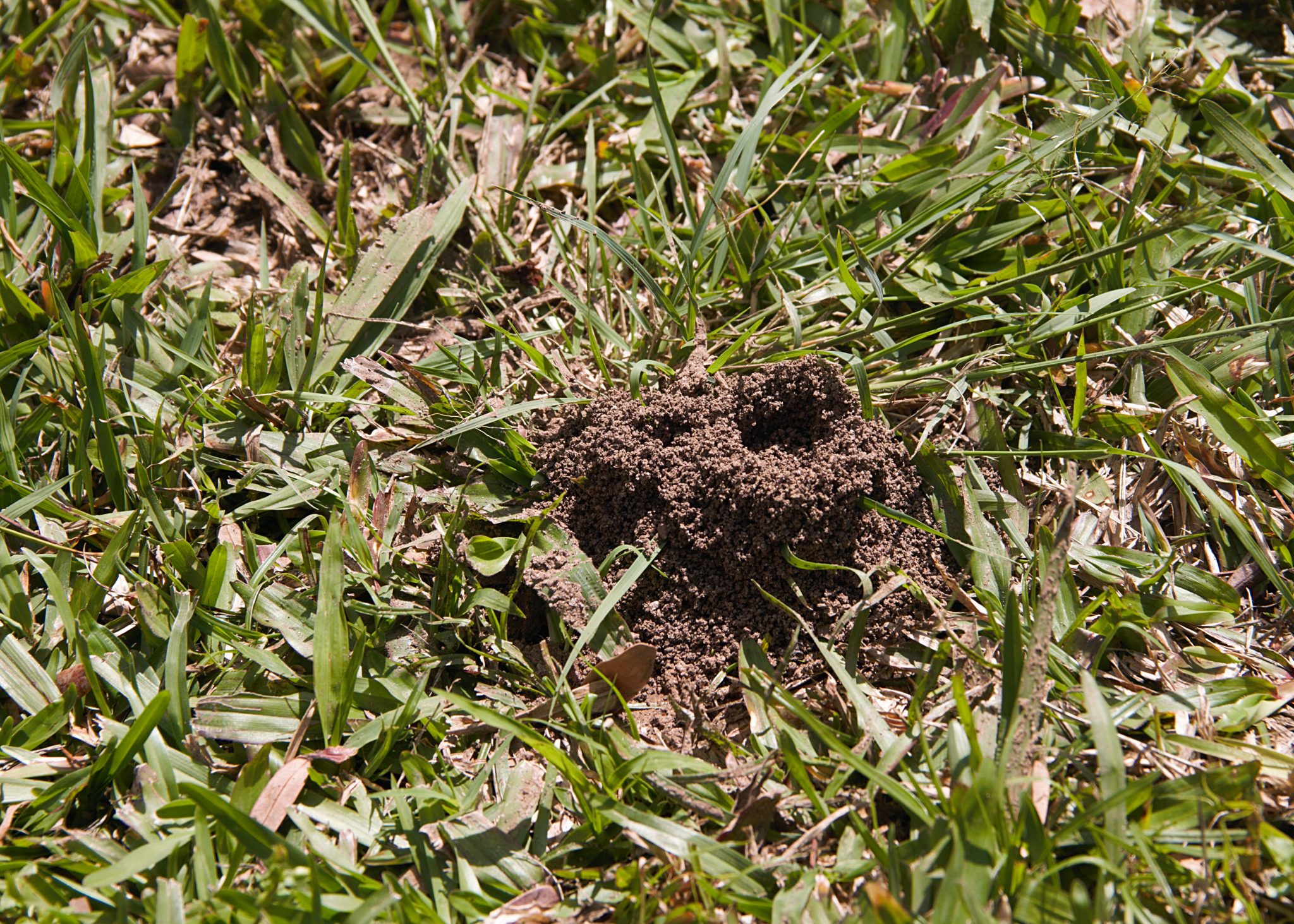 Give Ants The Boot Pest Control
