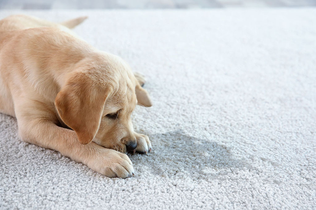 How To Clean Pet Urine From Carpet